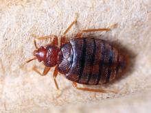 Cimex hemipterus, bedbug